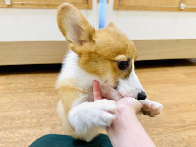 ウェルシュコーギー・ペンブローグ