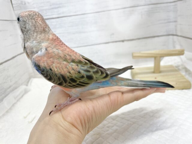 アキクサインコ（秋草インコ）