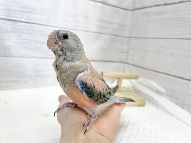アキクサインコ（秋草インコ）