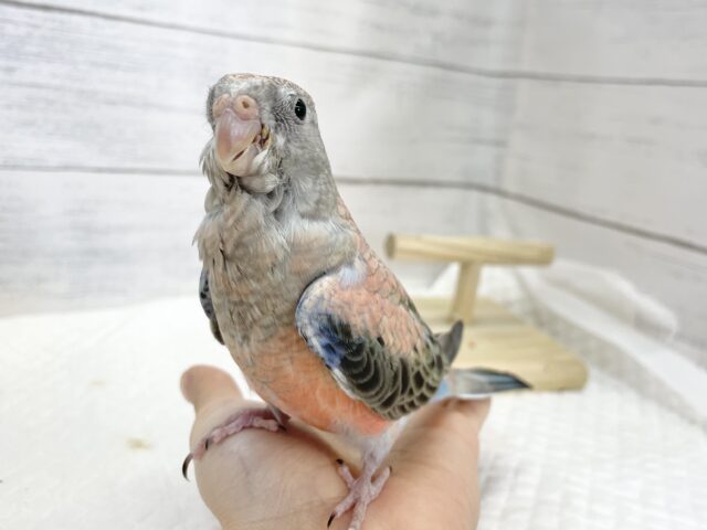 アキクサインコ（秋草インコ）