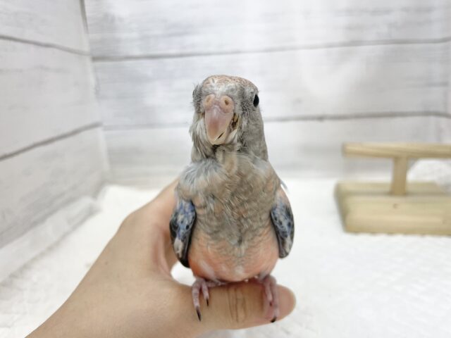 アキクサインコ（秋草インコ）