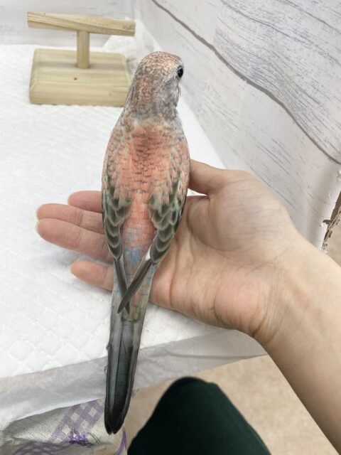 アキクサインコ（秋草インコ）