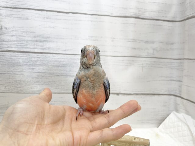 アキクサインコ（秋草インコ）