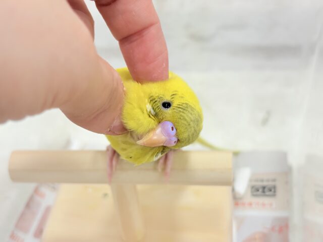 【最新画像更新🪄ひとり餌になりました!】ミツバチカラーの妖精さん🧚♀️💫セキセイインコ(ハルクイン) ヒナ セキセイインコ