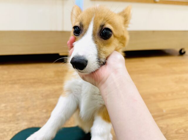 ウェルシュコーギー・ペンブローグ