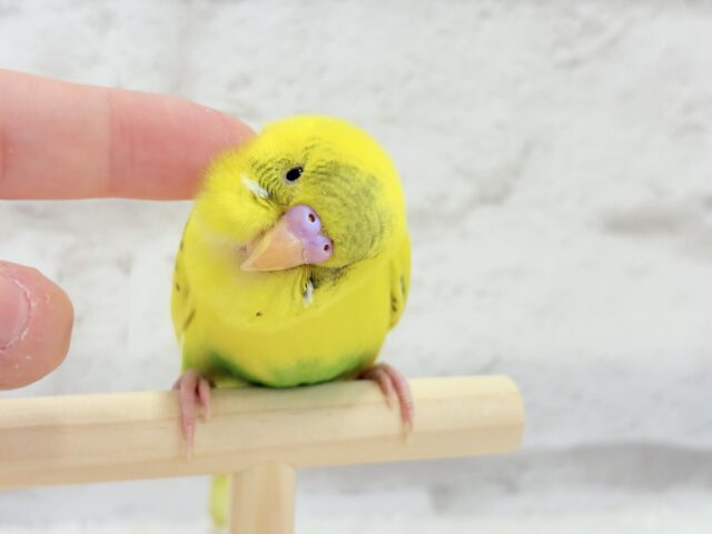 【最新画像更新🪄ひとり餌になりました!】ミツバチカラーの妖精さん🧚♀️💫セキセイインコ(ハルクイン) ヒナ セキセイインコ