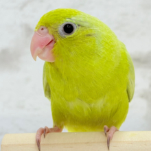 【動画更新🪄ひとり餌・カゴデビューしました！】食いしん坊怪獣🦖  ̖́-‬マメルリハ(アメリカンイエロー)女の子 ヒナ