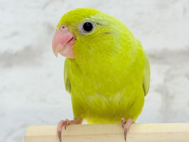 【動画更新🪄ひとり餌・カゴデビューしました！】食いしん坊怪獣🦖 ̖́-‬マメルリハ(アメリカンイエロー)女の子 ヒナ