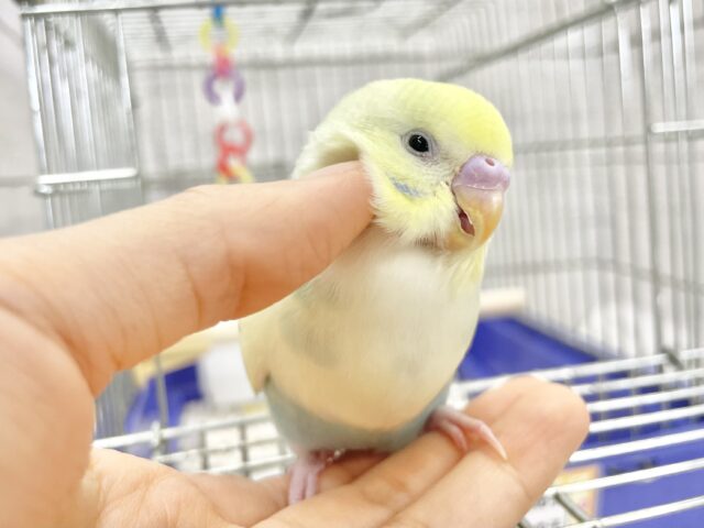 セキセイインコ