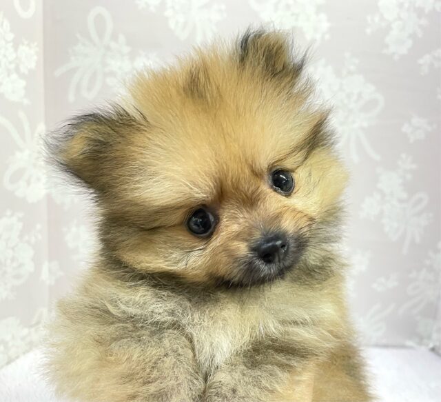 💖ポメてぃ〜STREET💖ポメラニアン(オレンジ)🍊女の子💖2025年4月12日生まれ ポメラニアン