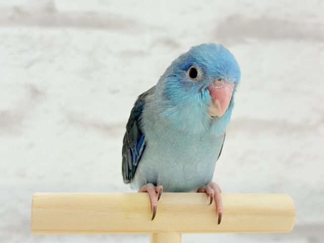 【最新画像・動画更新🪄】目指すはクール系男子?🫧マメルリハ(ブルー)男の子 ヒナ マメルリハ