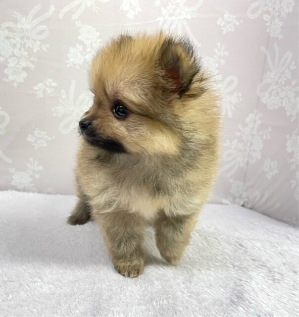 💖ポメてぃ〜STREET💖ポメラニアン(オレンジ)🍊女の子💖2025年4月12日生まれ ポメラニアン