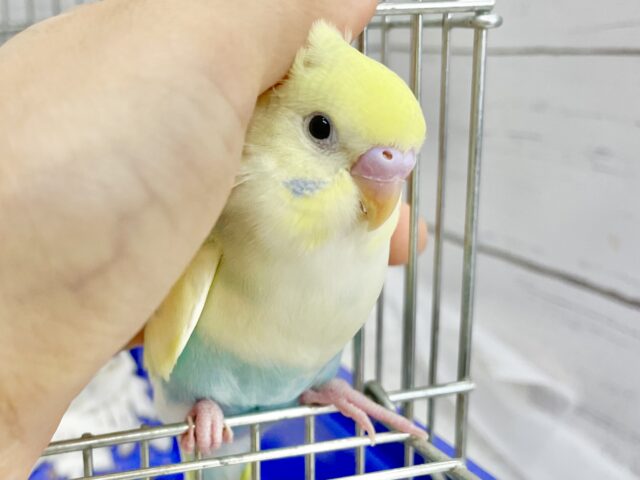 セキセイインコ