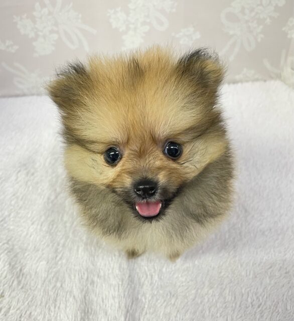 💖ポメてぃ〜STREET💖ポメラニアン(オレンジ)🍊女の子💖2025年4月12日生まれ ポメラニアン