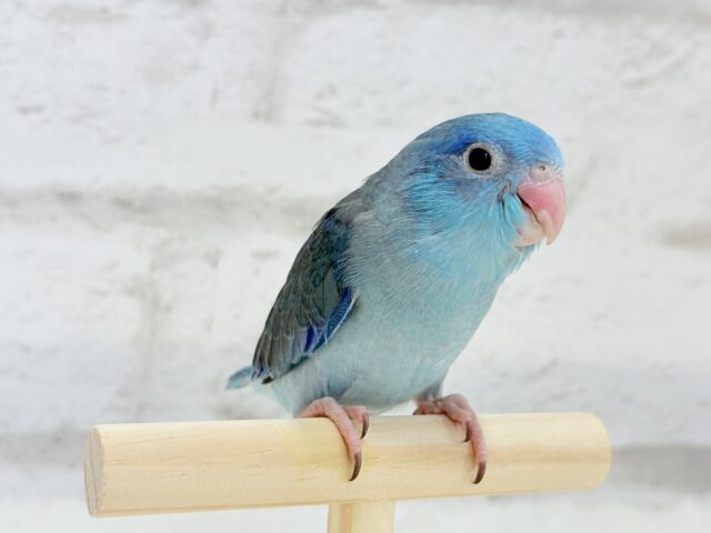 【最新画像・動画更新🪄】目指すはクール系男子?🫧マメルリハ(ブルー)男の子 ヒナ マメルリハ