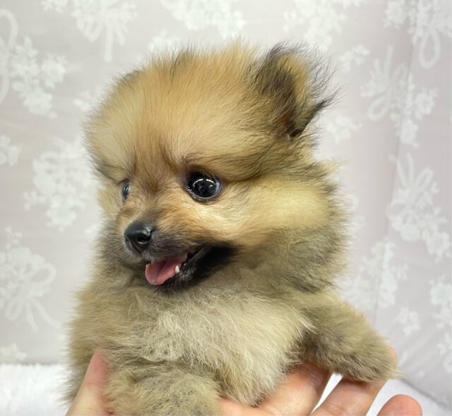 💖ポメてぃ〜STREET💖ポメラニアン(オレンジ)🍊女の子💖2025年4月12日生まれ ポメラニアン