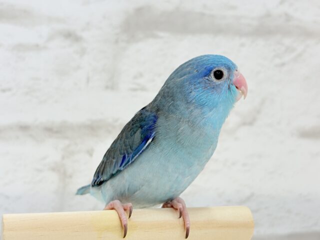 【最新画像・動画更新🪄】目指すはクール系男子?🫧マメルリハ(ブルー)男の子 ヒナ マメルリハ