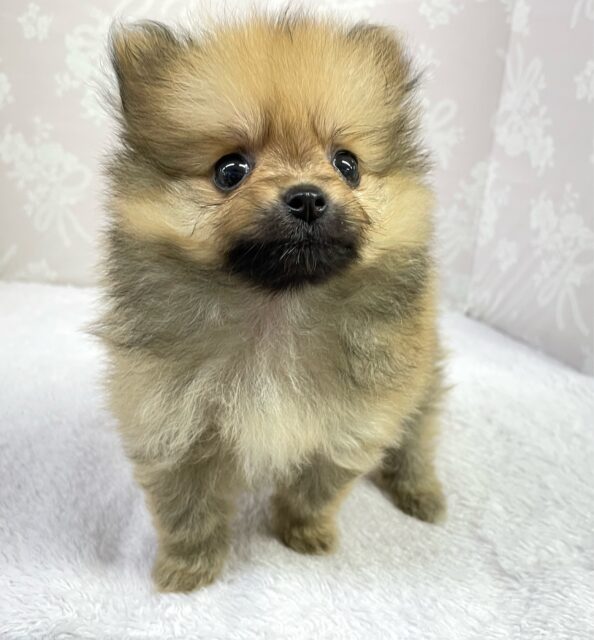 💖ポメてぃ〜STREET💖ポメラニアン(オレンジ)🍊女の子💖2025年4月12日生まれ ポメラニアン