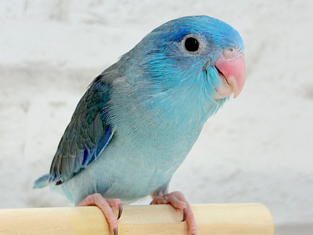 【最新画像・動画更新🪄】目指すはクール系男子？🫧マメルリハ(ブルー)男の子 ヒナ