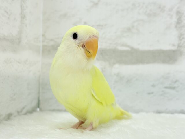 コザクラインコ（小桜インコ）