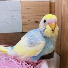 あわ〜くて100点満点の可愛さなんです🥰セキセイインコ（パステルレインボーパイド）🌈