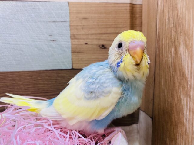 あわ〜くて100点満点の可愛さなんです🥰セキセイインコ（パステルレインボーパイド）🌈
