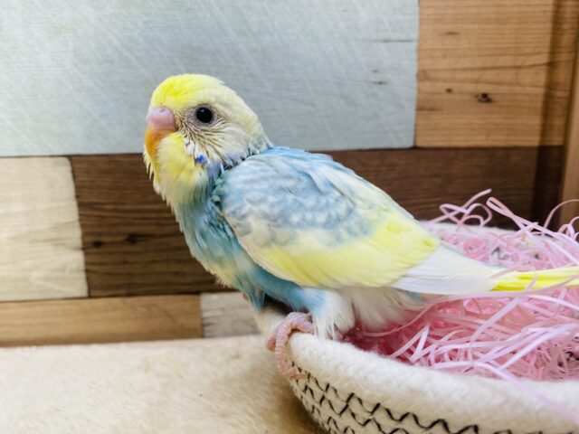 セキセイインコ