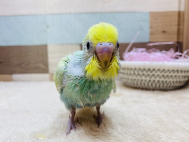 セキセイインコ