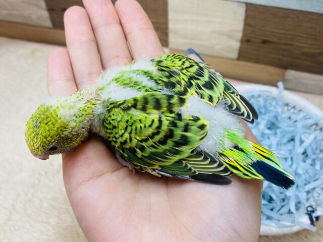 セキセイインコ