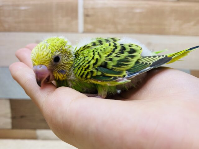 セキセイインコ