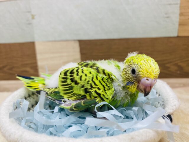 セキセイインコ