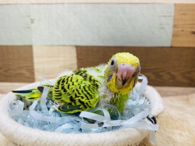 セキセイインコ