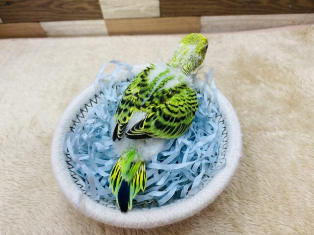 セキセイインコ