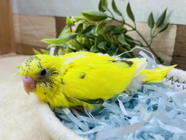 セキセイインコ