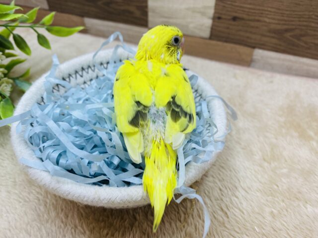 セキセイインコ