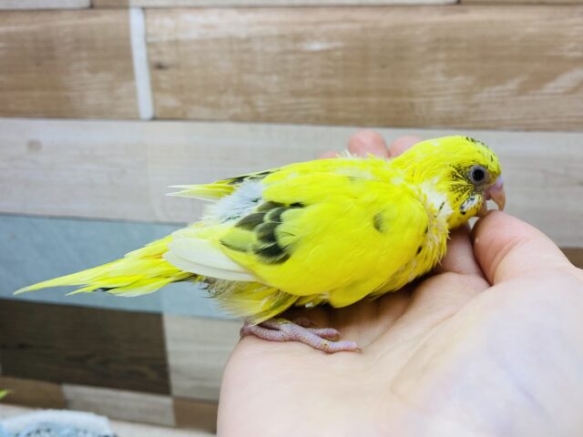 セキセイインコ