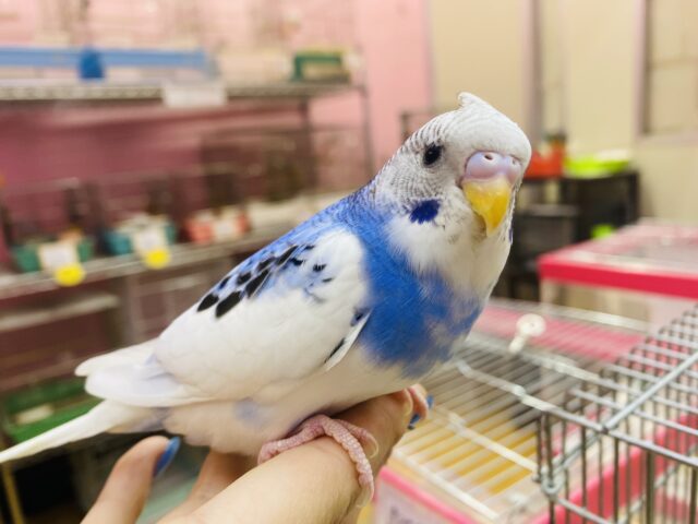 セキセイインコ