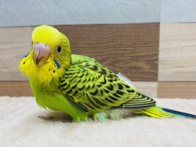 セキセイインコ
