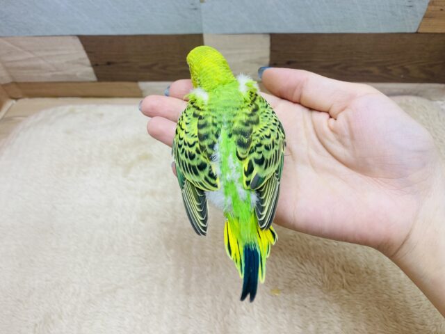 セキセイインコ