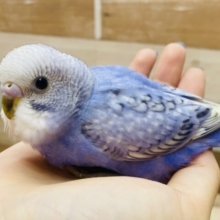 最新画像有ります❗️🎨アートで描かれたような素敵な模様に注目です‼️セキセイインコのスパングル💜