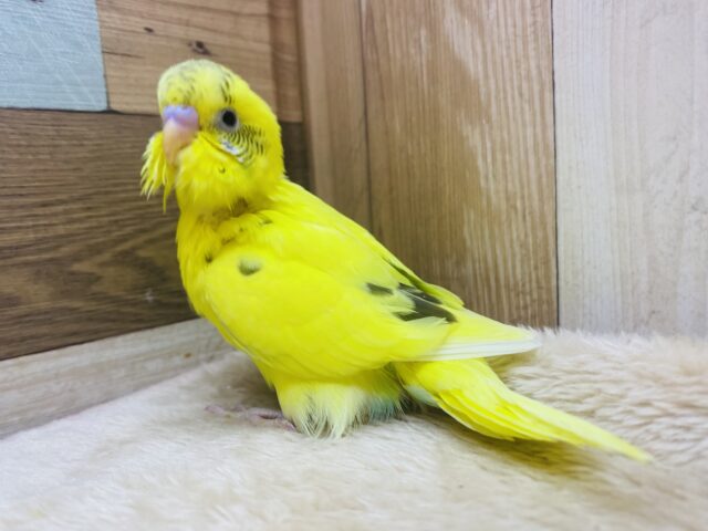 セキセイインコ