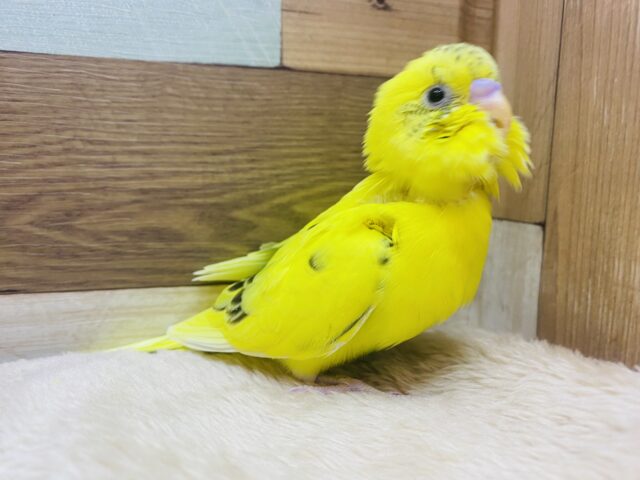 セキセイインコ