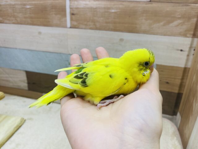 セキセイインコ