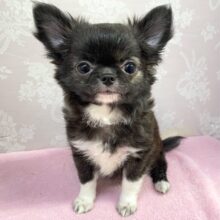 💖しっぽふりふりフルスイング💖チワワ(ブリンドルホワイト)🐯‎🤍女の子🩷2025年4月12日生まれ