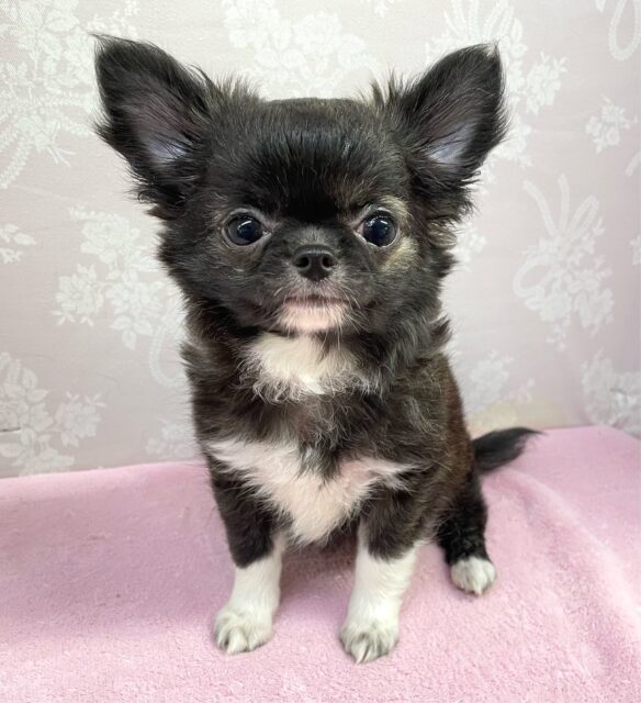 💖しっぽふりふりフルスイング💖チワワ(ブリンドルホワイト)🐯‎🤍女の子🩷2025年4月12日生まれ