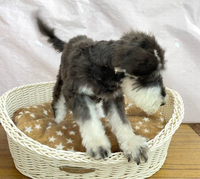 ミニチュアシュナウザー