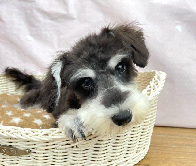 ミニチュアシュナウザー