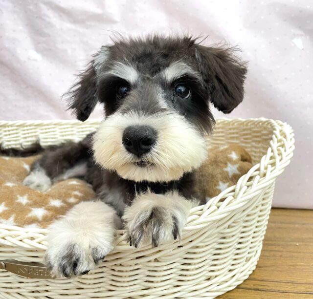 ミニチュアシュナウザー