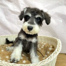 ✨ハイテンションだぁ✨ミニチュアシュナウザー🖤(ブラック＆シルバー)🩶男の子🩵2025年2月22日生まれ