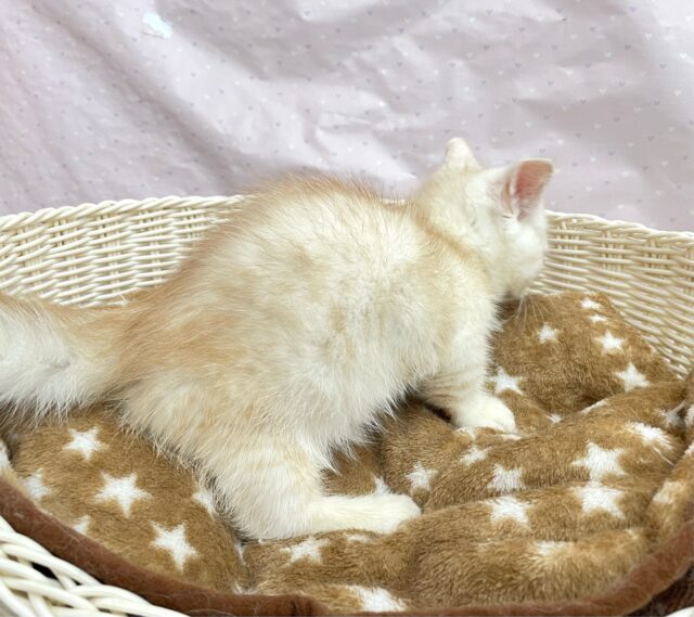 にゃんでぃ〜𝑻𝒖𝒏𝒆🎵💕マンチカン(クリームタビー)🍨男の子💙2025年3月30日 マンチカン